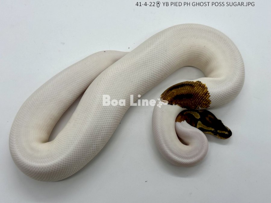 YB PIED PH GHOST POSS SUGAR